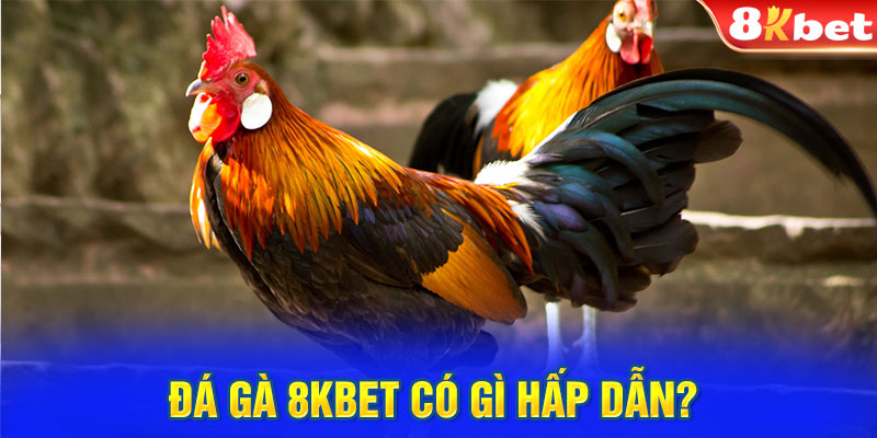 Đá gà 8KBET có gì hấp dẫn?