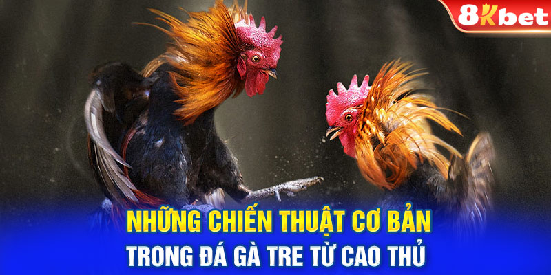 Những chiến thuật cơ bản trong đá gà tre từ cao thủ